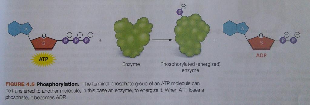 Phosphorylation ATP transfers a phosphate to