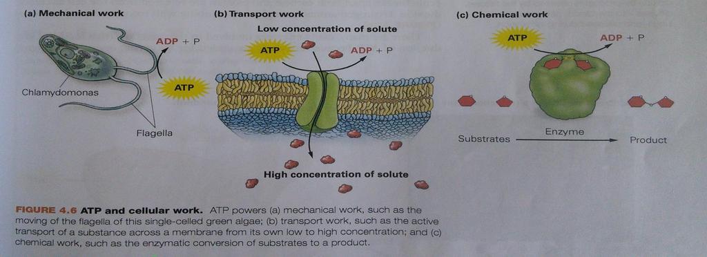 ATP & Cellular Work ATP helps with mechanical work, transport work, and chemical work. An example of mechanical work is cell movement.