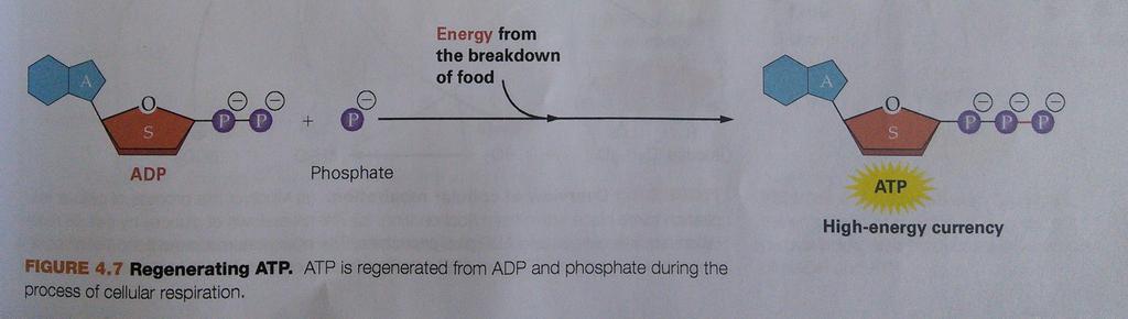 Regenerating ATP During cellular