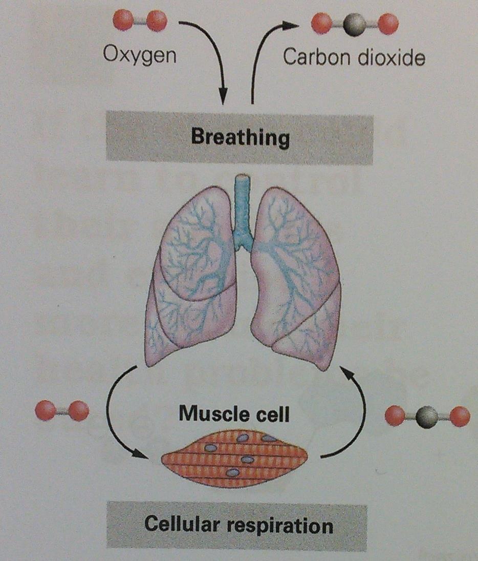 Cellular Respiration Breathing =