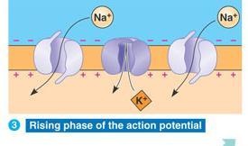Action Potential STEP 2: The change in voltage triggers the next Na + channel (voltage gated channel) to open.