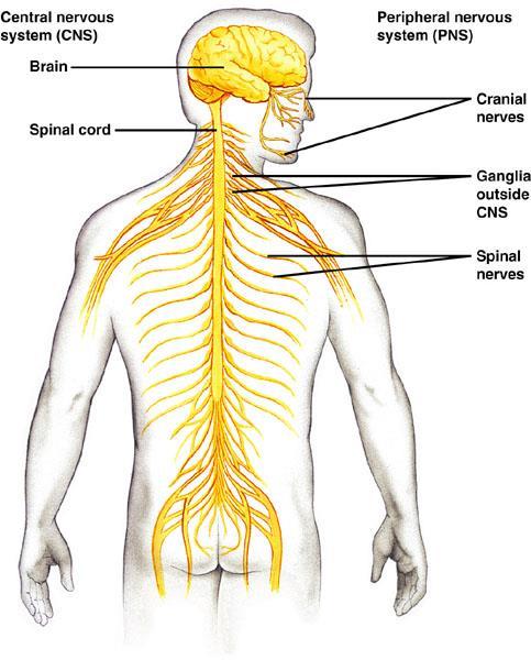 Branches of the Nervous System There are 2 main branches of the nervous system Central