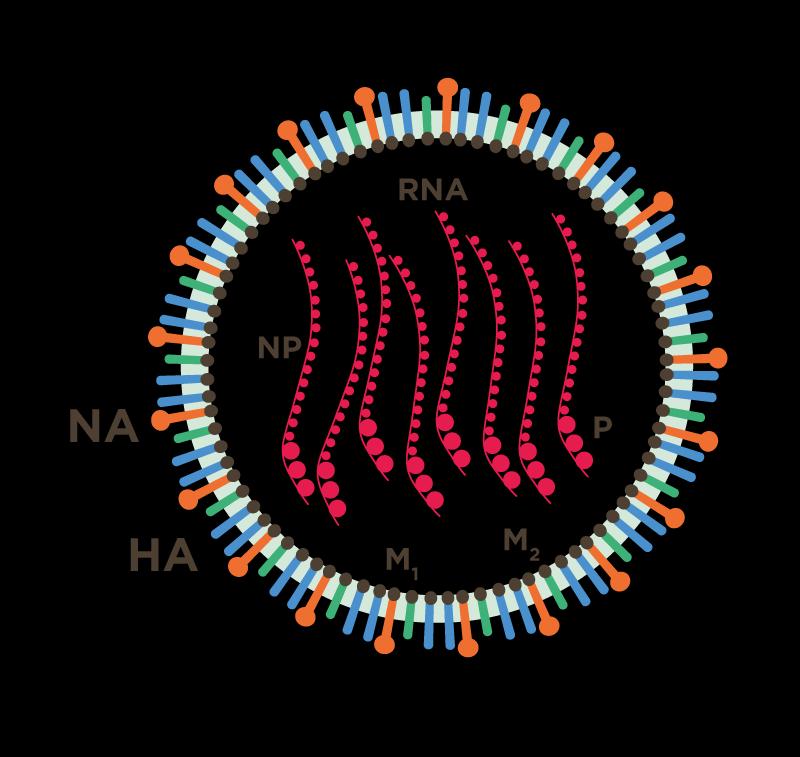 Avian Influenza: A Growing Global Concern AN EVOLVING VIRUS 8 RNA segments respectively encode for: HA (hemagglutin) NA
