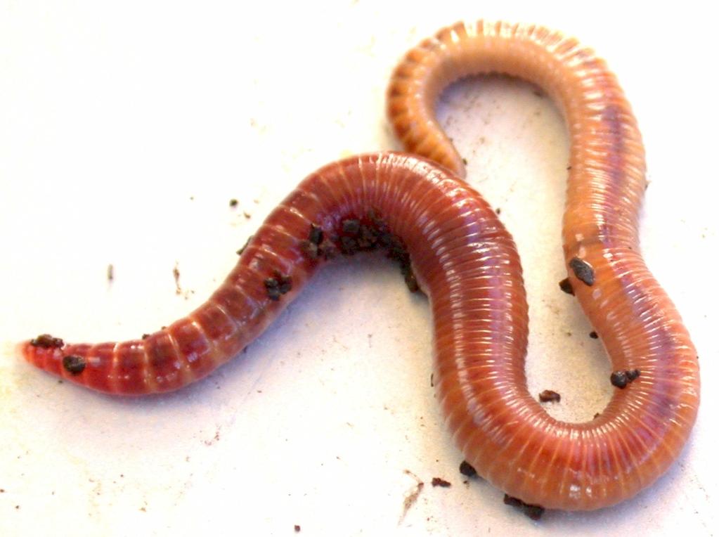 Vermicomposting The technology whereby earthworms are seeded in the compost to aide in the digestion of wastes.