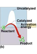 Reducing Activation energy Catalysts reducing the amount of energy to start a reaction Pheeew