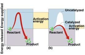 Catalysts So what s a cell got to do to reduce activation energy? get help!