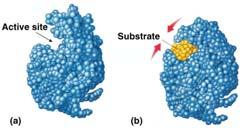 Induced fit model More accurate model of action 3-D structure of fits substrate substrate binding cause to change shape leading to a tighter fit conformational change bring