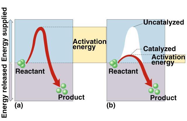 Catalysts So what s a cell got to do to reduce activation
