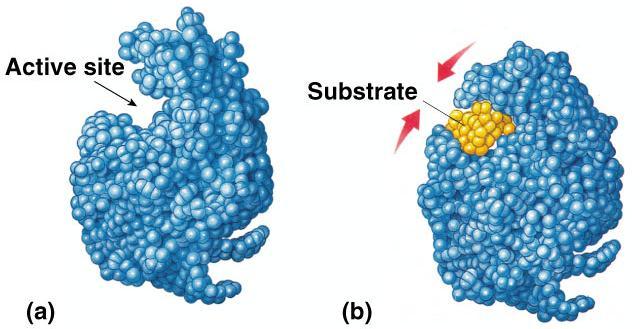 Induced fit model More accurate model of enzyme action 3-D structure of enzyme fits substrate substrate binding cause
