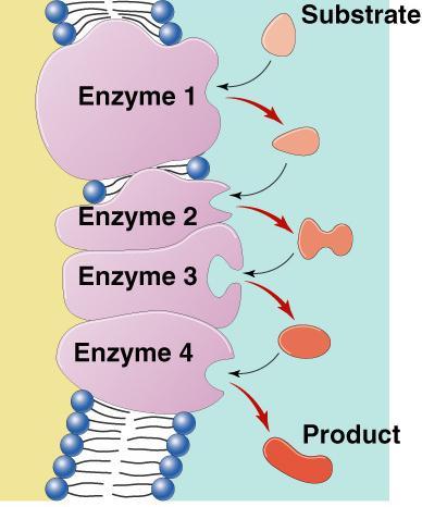 Metabolic pathways A B C D E F G enzyme 1 enzyme 2 enzyme enzyme enzyme 3 4 Chemical reactions of life are organized in pathways divide