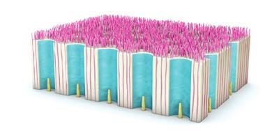Adhesives Collagen fibres are in a vertical