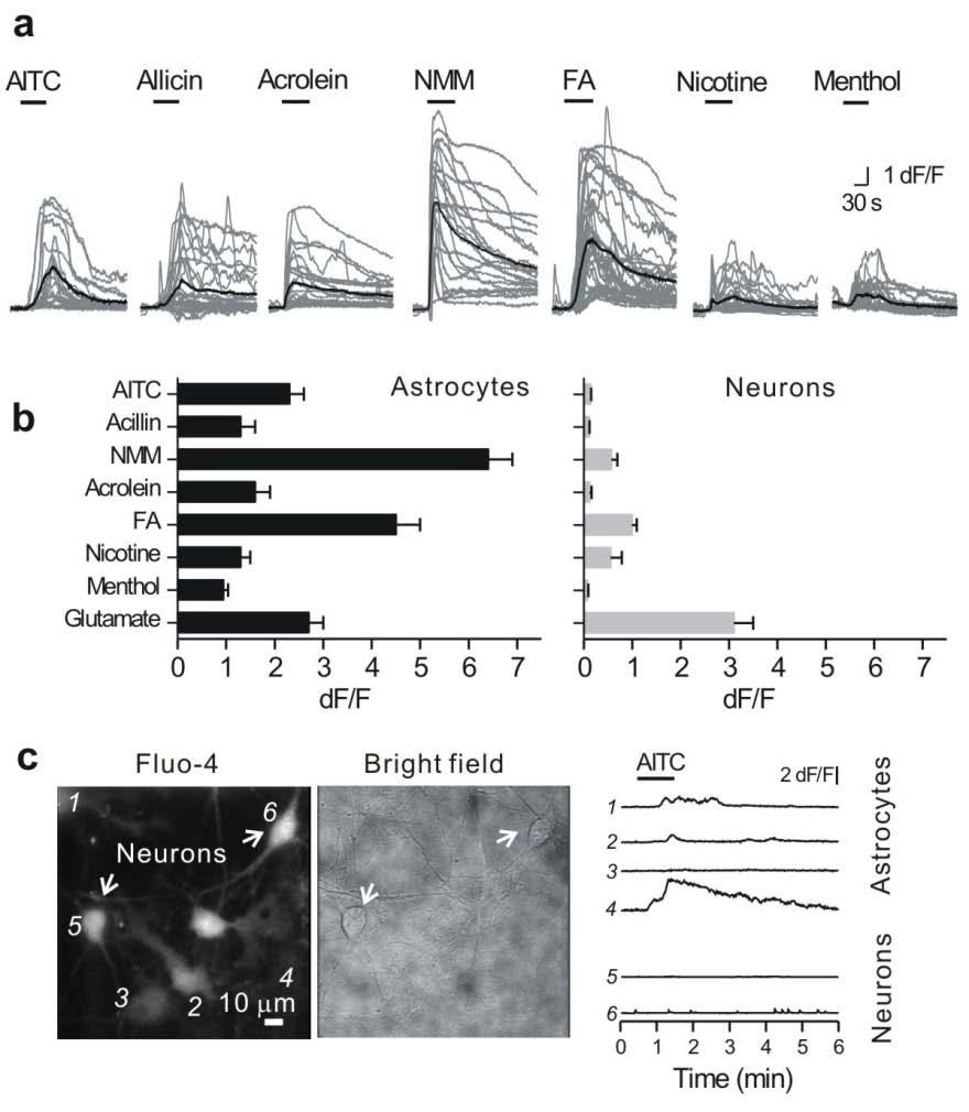 Supplementary Figure 8: Functional evidence for TRPA1 channels in hippocampal astrocytes but not neurons in co-cultures. a. Several TRPA1 agonists-induced global Ca 2+ transients in astrocytes, but not in neurons (measured by Fluo-4).