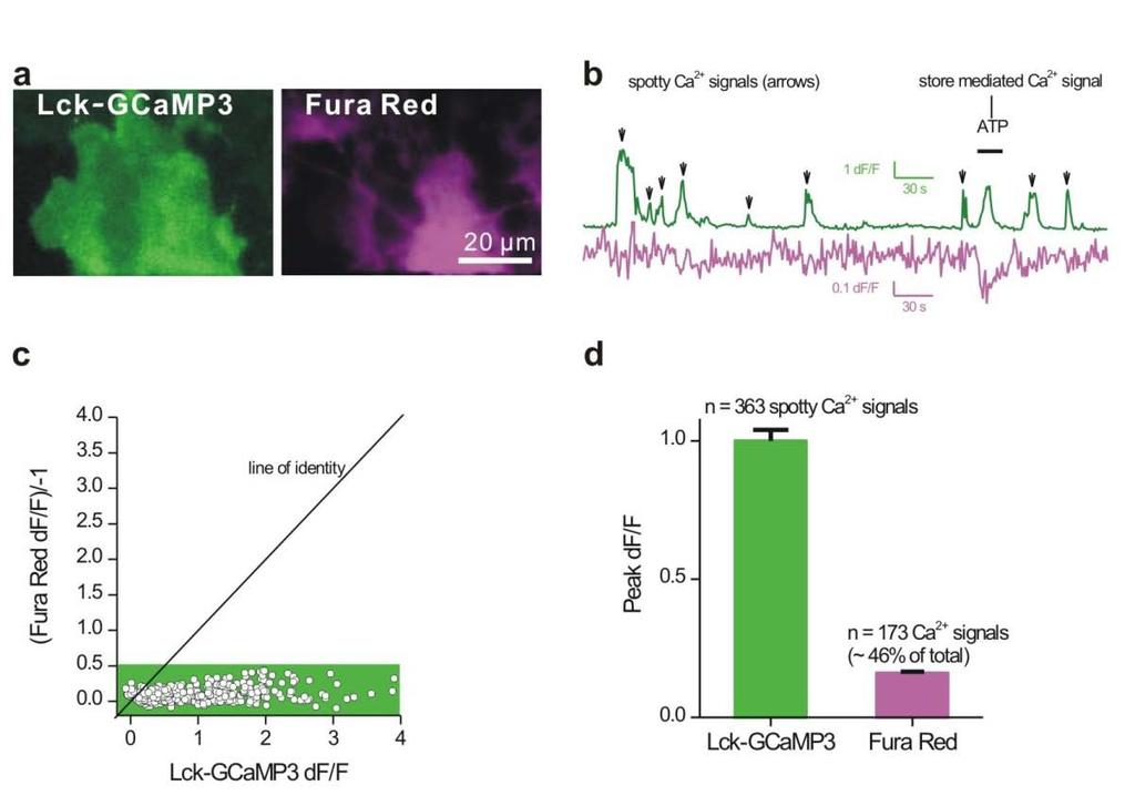 Supplementary Figure 1: Dual emission imaging with Lck-GCaMP3 an