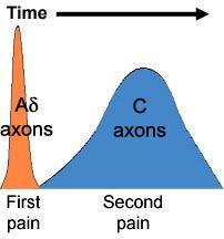 Perceptual categories Pricking (First pain) Quality: Sharp Temporal: Initial pain sensation; Brief PNS axons: Aδ fibers CNS pathway: Somatosensory to thalamus & cortex Burning (Second