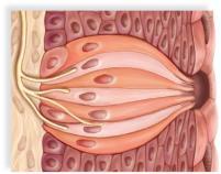 Merkel disks (touch) Pacinian corpuscles (pressure) Krause end bulbs (touch) Ruffini endings (pressure) root hair plexus (touch) dermis 15 16 Sense of buds contain chemos and are located in the