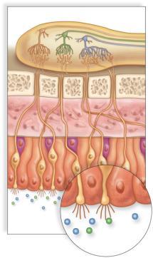 sensory fibers olfactory epithelium olfactory bulb neuron olfactory tract Sense of Smell How the Brain Receives Odor