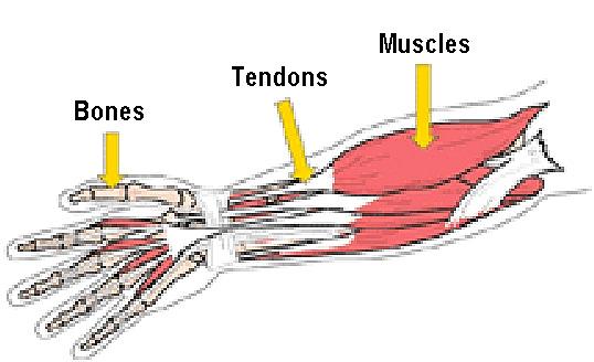 tunnel--a tunnel in the wrist through which the median nerve and nine tendons pass Continued and