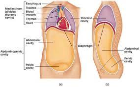 Body Cavities Continued: -The Abdominopelvic cavity is separated from the superior thoracic cavity by the dome shaped.