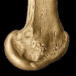 groove for the popliteus tendon, thus enclosing it i.e. rendering it intracapsular.