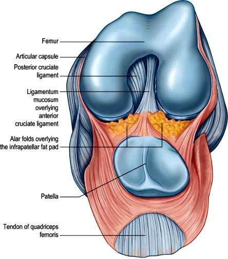 On the medial side part of the capsule is thickened to form the deep part of