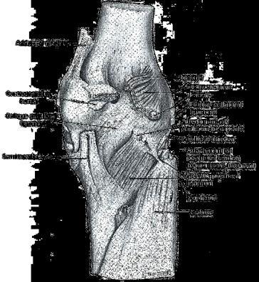 The tibial collateral (medial) ligament : It consists of superficial and deep parts.