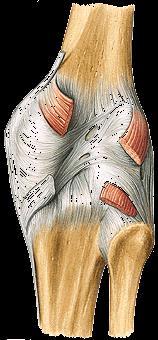 meniscus; only these marginal fibres of the superficial part are attached to the meniscus.