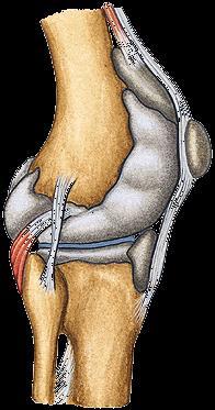 The deep part of the medial ligament is the short internal lateral ligament.