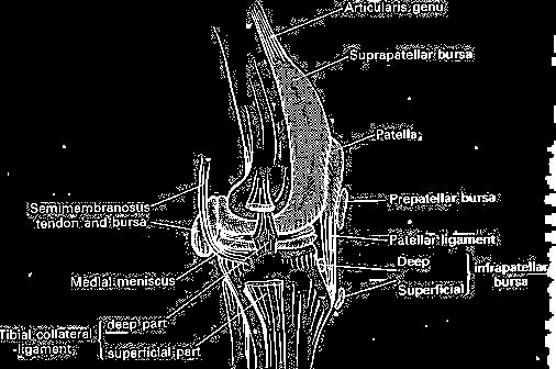 'screw-home' movement of the knee. The oblique popliteal ligament: It is a thick, strong rounded band.
