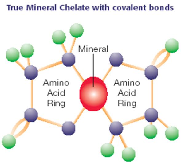 Organic/chelated minerals Complexing inorganic element with organic compound (amino acid(s), peptides, proteins, polysaccharides, organic acids, vitamins) Chelation- complex formed between an