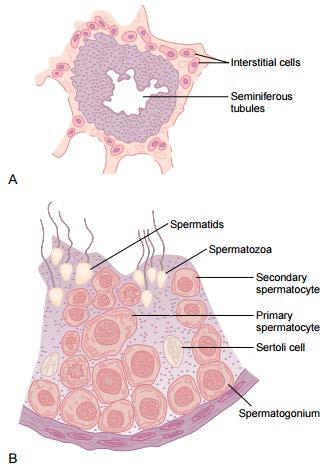 form sperm, as shown in Figure 2 Figure-2 Steps of Spermatogenesis : Spermatogenesis occurs in the seminiferous tubules during active