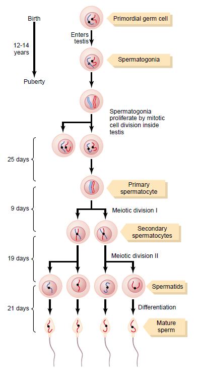 Figure-3 shows formation of sperm In the first stage of spermatogenesis, the