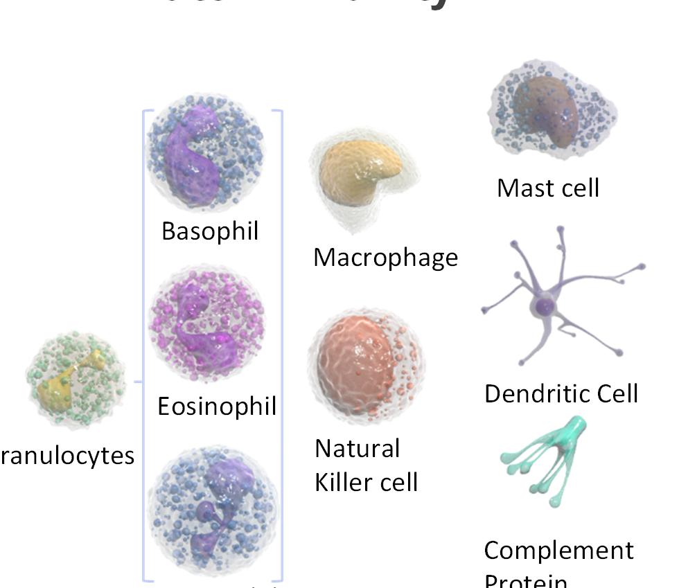 CD4+ T cell CD8+ T cell Natural Killer T cell Granulcytes