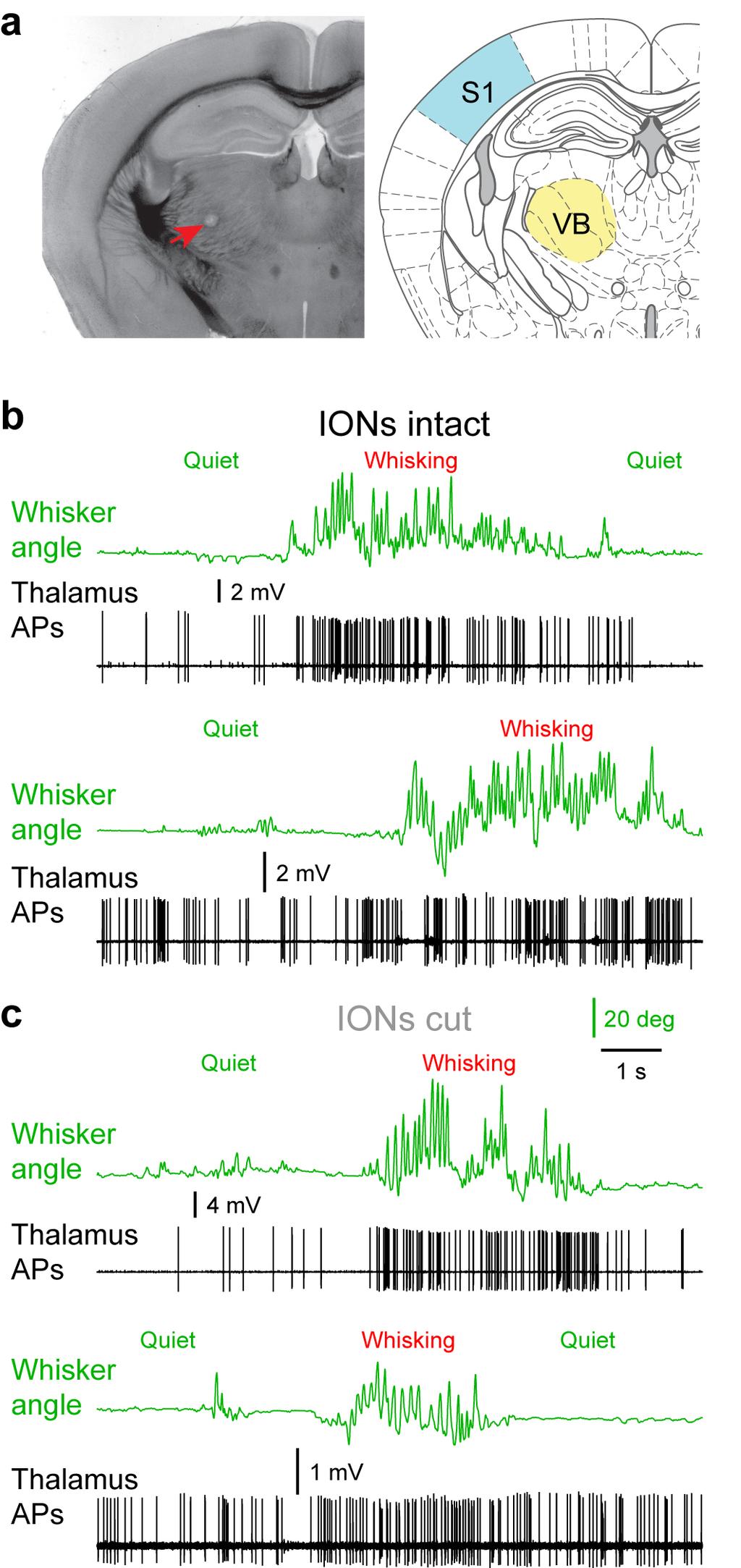 Supplementary Figure 2 Supplementary Figure 2 Thalamic action potential firing rates increase in ventrobasal nuclei (VB) comparing active whisking to quiet wakefulness in both control mice and mice