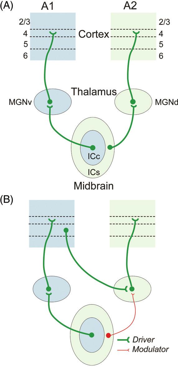 Comprehensive Physiology Thalamocortical Interactions Figure 11 Two views of tectothalamic inputs in auditory pathways.