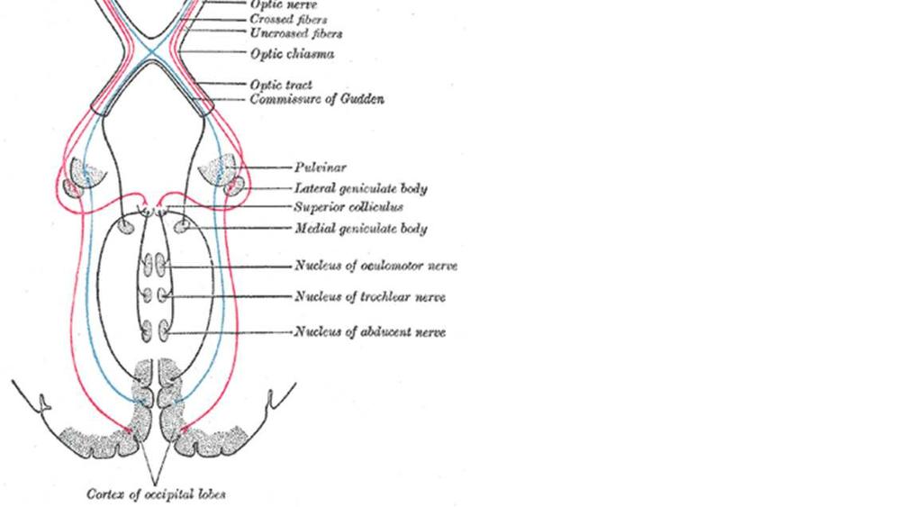 half of the tectum, beneath the thalamus brachium of superior