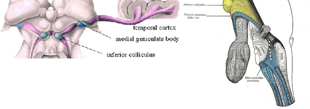 trochlear nerve inferior brachium medial geniculate body principal