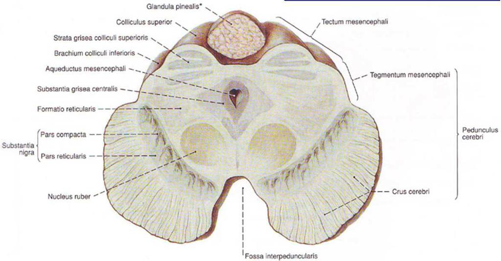Midbrain Midbrain tegmentum internal structure crus cerebri tegmentum mesencephali substantia nigra location: ventral to the