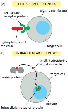 Drug-Receptor Theories Divided to A. Cell-surface (extracellular) receptors 1. G Protein as signal transducers such as 1. The adenylyl cyclase signaling pathway and 2.