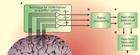 Brain Machine Interfacing (BMI) Real-time direct interfaces between the brain and electronic and mechanical devices could one day be used to restore
