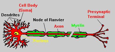 Consists of cell body, axon, nerve terminals,