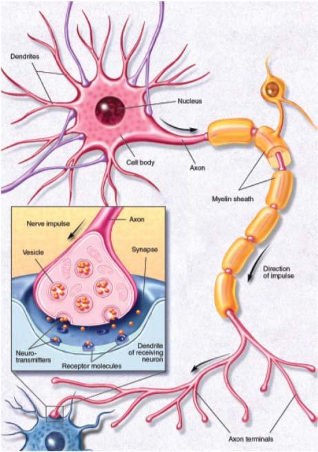 Neurons Communicate with each other through an electrochemical process. Dendrites bring information to the cell body and Axons take information away from the cell body.