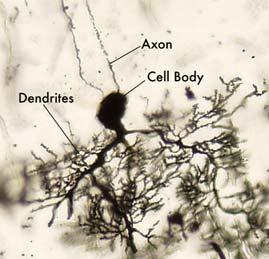 ) Neurons are categorized by direction in which information flows in them: Sensory (or afferent) neurons send information from sensory receptors (in skin, eyes, nose,