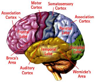 gray matter of the cerebral hemispheres.
