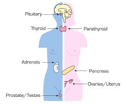Endocrine The endocrine system is the collection of glands of an organism that secrete hormones directly