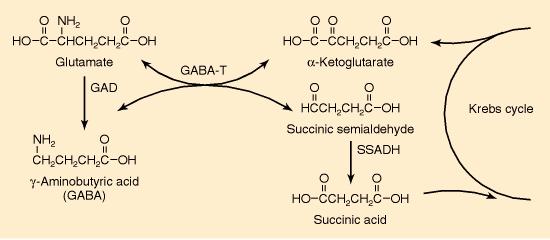 GABA gamma-aminobutyric acid Most important inhibitory neurotansmitter in the CNS (in brainstem and spinal cord also