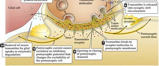 3) Possible fates for neurotransmitters at the synaptic cleft: 1.