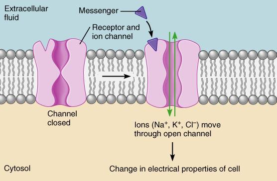 ION CHANNELS Ion channels are pore-forming membrane proteins whose function is - establishing a resting membrane potential, - shaping action potentials and other electrical signals by