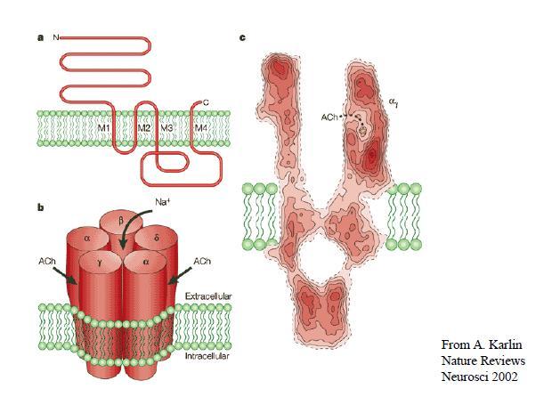 ROC: Nicotinic receptor 5 transmembrane subunits: α (2), β, γ, δ or ε Each subunit possesses