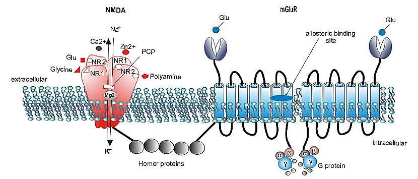 Glutamate RECEPTORS L-glutamate acts via two classes of receptors, ligand gated ion channels ( ionotropic receptors, iglur) and G-protein coupled (metabotropic, mglur) receptors.