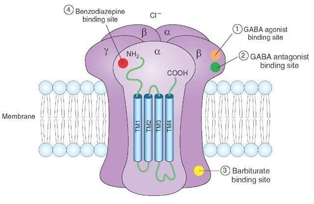 ROC: GABA A RECEPTOR Each subunit has a large extracellular agonist binding domain and four transmembrane domains (M1 M4), with the second transmembrane (M2) domain lining the pore.